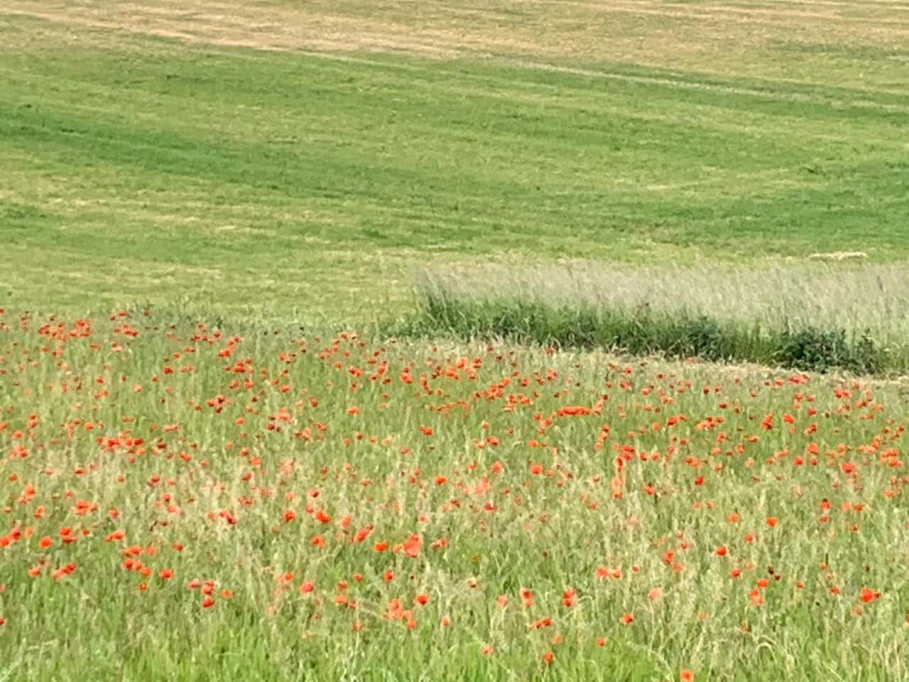 Sommerhaus Daun, Ferienhaus in der Eifel, Landschaft und Umgebung