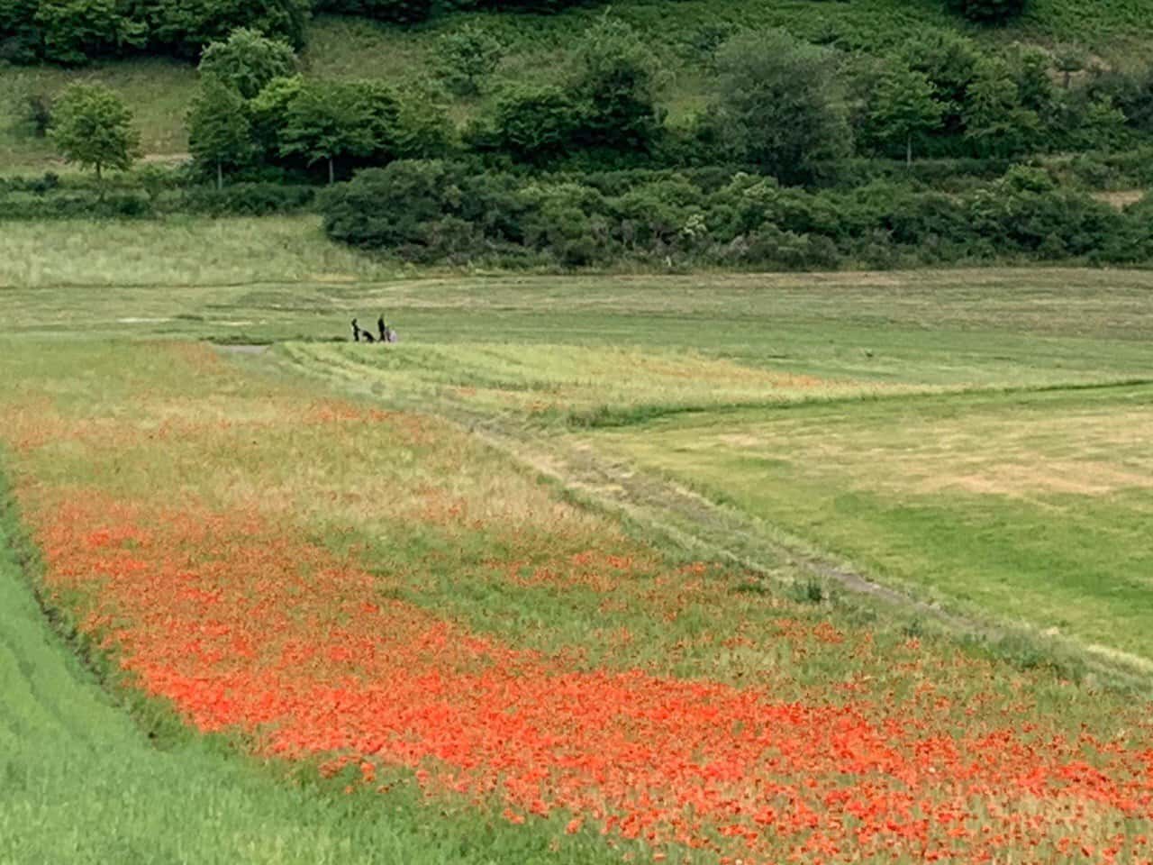 Sommerhaus Daun, Ferienhaus in der Eifel, Landschaft und Umgebung